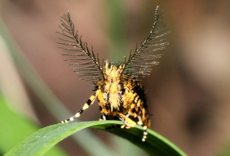 Euplocamus ophisus